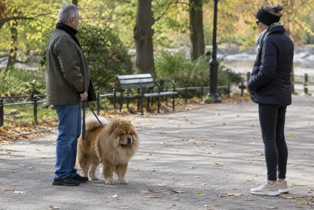 A Chow Chow beside its owner on a park path, with another person keeping a respectful distance.